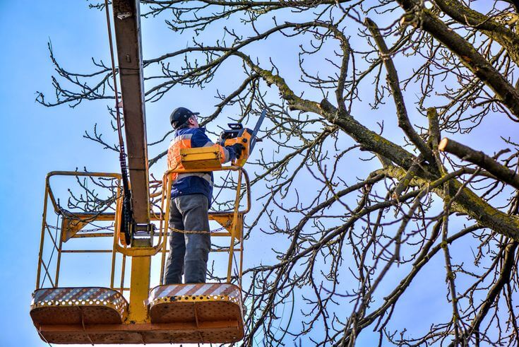Tree Trimming Dublin